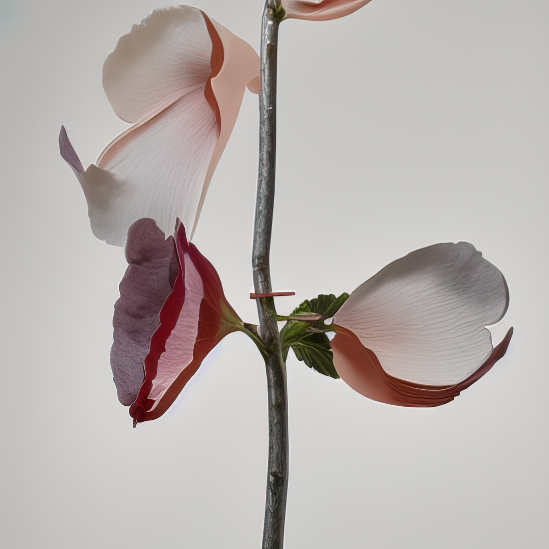 The Way of Flowers: Seed 1192798716