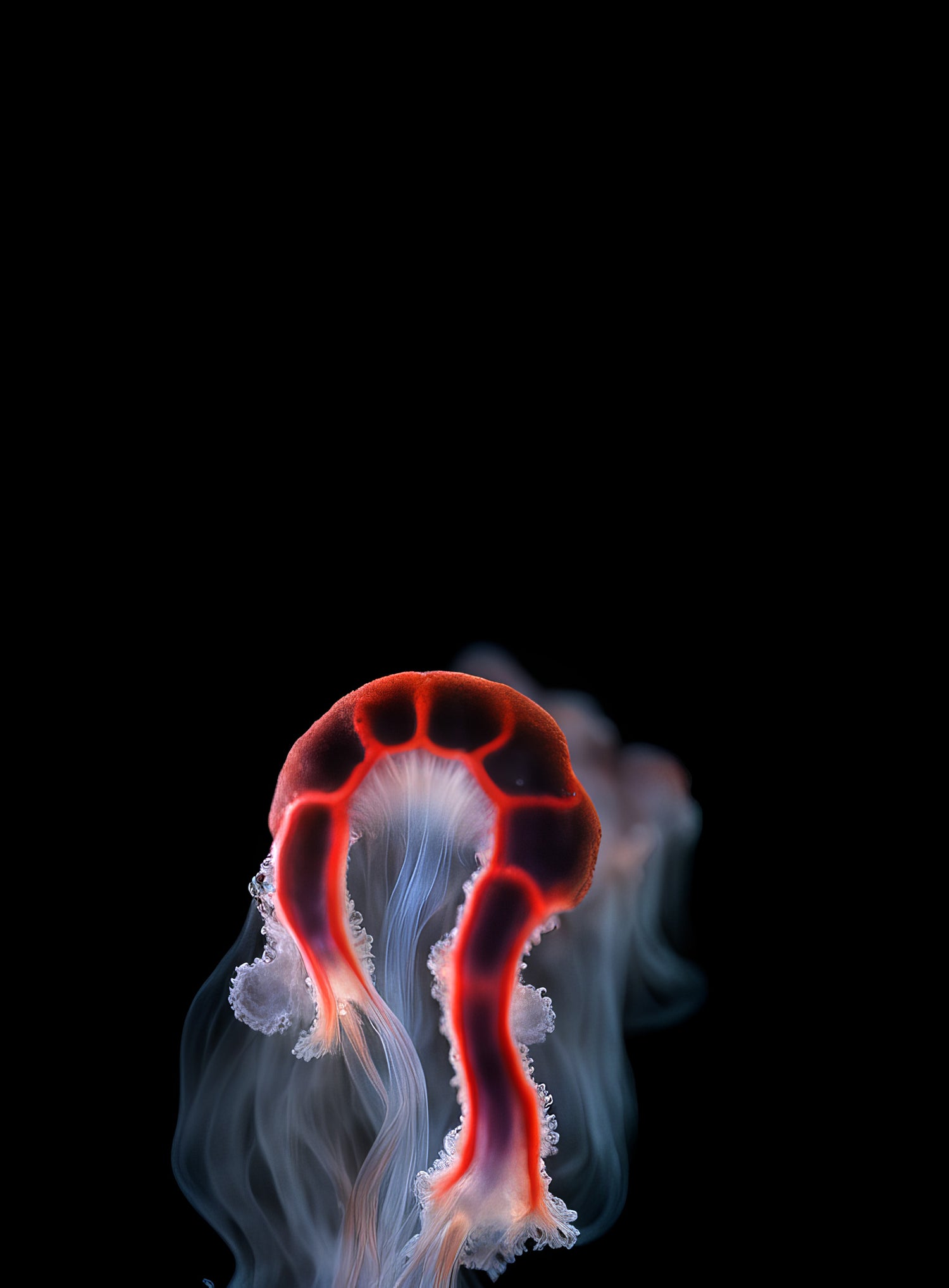 Superradiance Chapter 1: Embodied Simulation