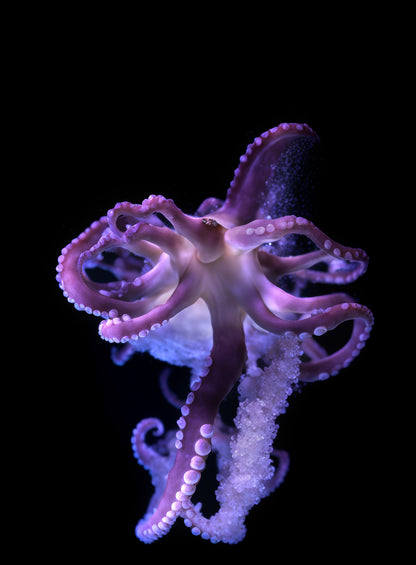 Superradiance Chapter 1: Embodied Simulation