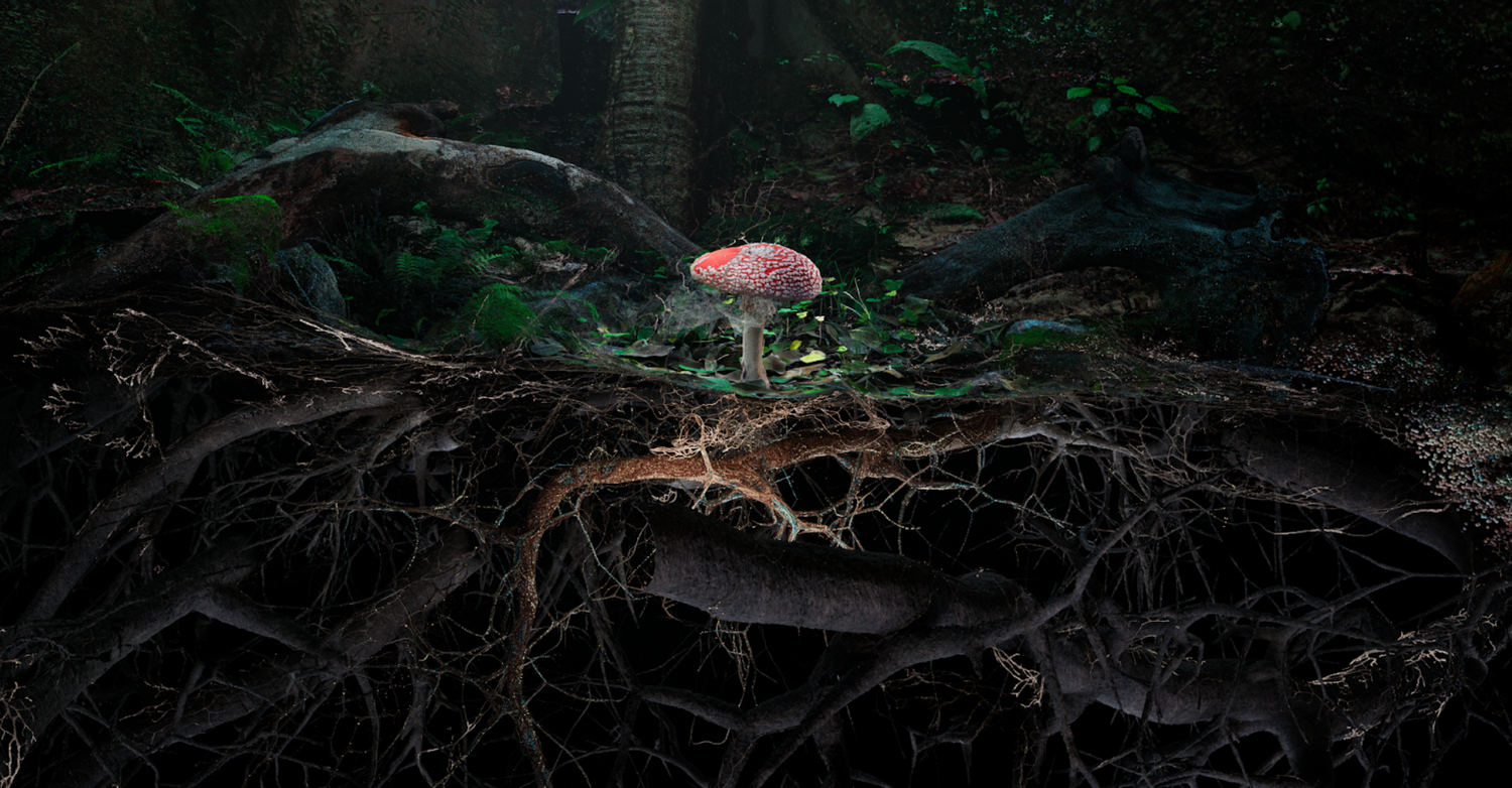 Poetics of Soil: Fly Agaric II