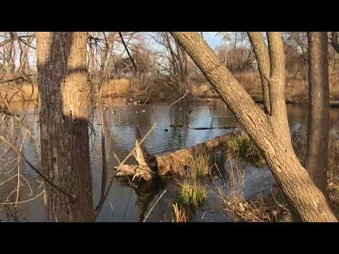 West Ridge Nature Preserve; Chicago, Il: 12/03/17, 2:30pm